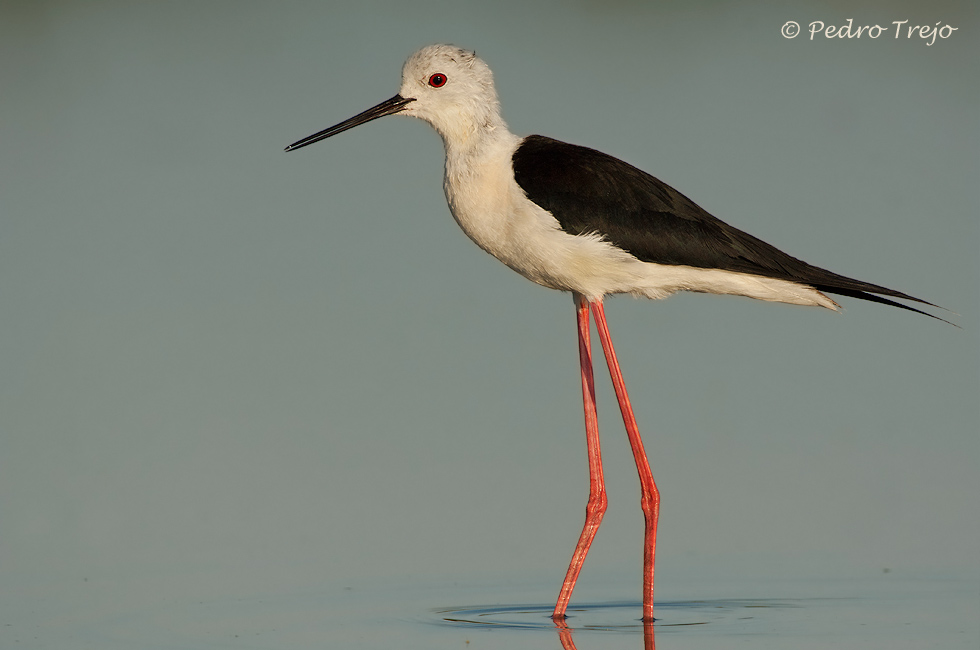 Cigüeñuela (Himantopus himantopus)